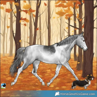 Horse Color:Gray White Spotted Liver Chestnut Tobiano
