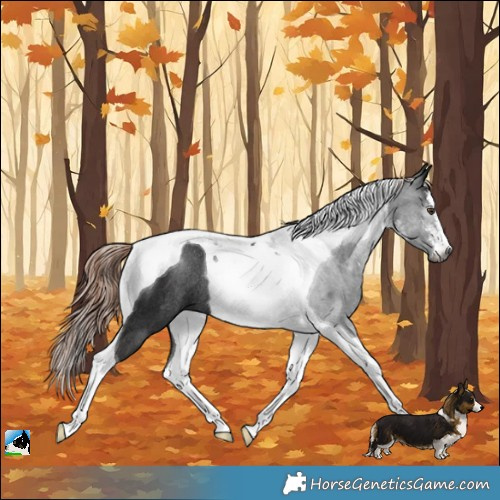 Horse Color:Gray White Spotted Liver Chestnut Tobiano Rabicano