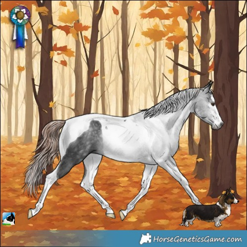 Horse Color:Gray White Spotted Liver Chestnut Tobiano Rabicano 