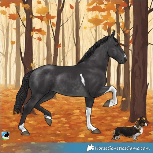 Horse Color:Platinum Buckskin Tobiano Rabicano