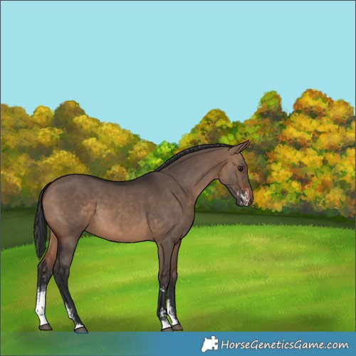 Horse Color:Brown Dun Sabino 