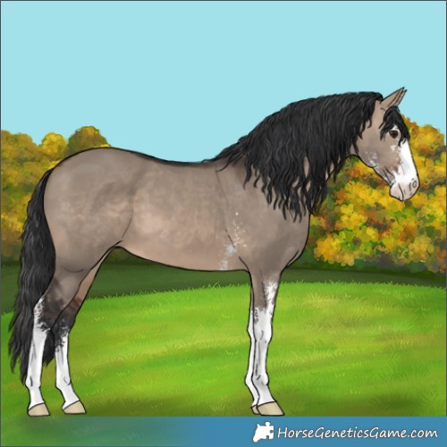 Horse Color:Brown Dun Sabino 