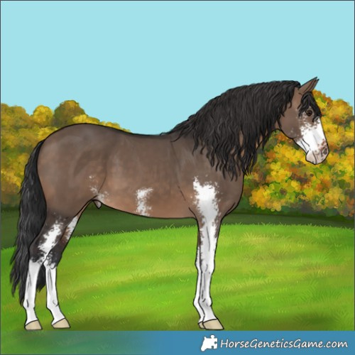Horse Color:Brown Dun Sabino 