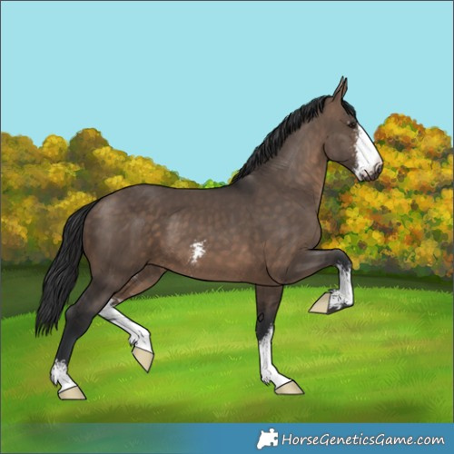 Horse Color:Brown Dun Sabino 