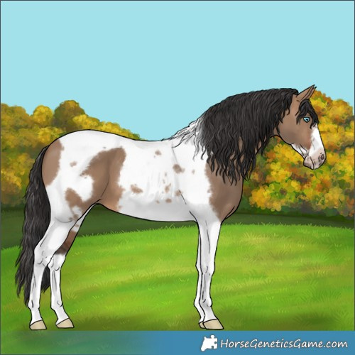 Horse Color:Brown Dun Tobiano Frame 