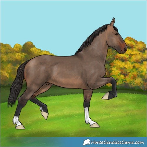 Horse Color:Bay Dun