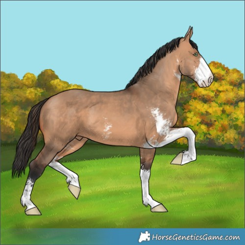 Horse Color:Brown Dun Sabino 