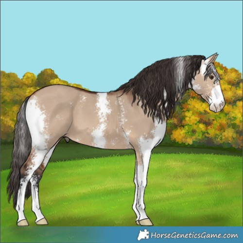 Horse Color:Bay Dun Sabino 