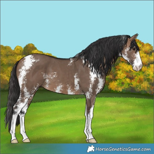 Horse Color:Brown Dun Sabino 