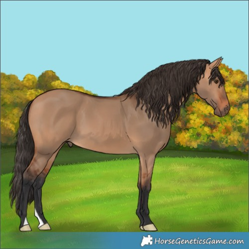 Horse Color:Bay Dun 