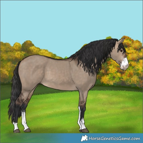 Horse Color:Brown Dun Sabino