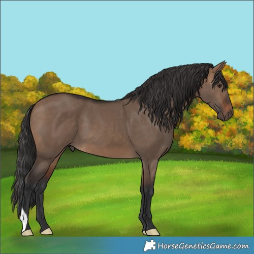 Horse Color:Brown Dun 