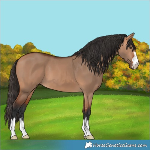 Horse Color:Bay Dun 