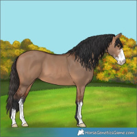 Horse Color:Bay Dun Sabino
