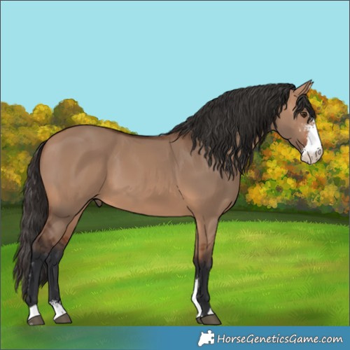 Horse Color:Bay Dun Sabino