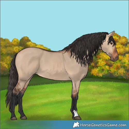 Horse Color:Bay Dun 