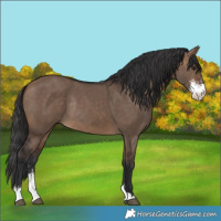 Horse Color:Brown Dun Sabino Rabicano