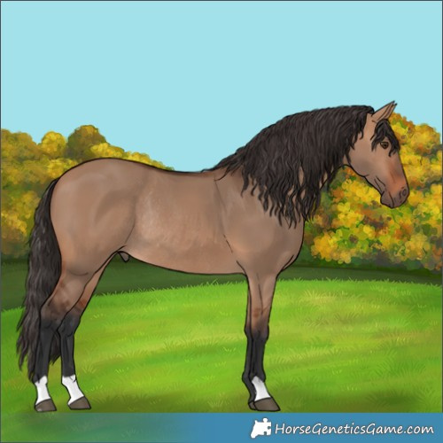 Horse Color:Bay Dun Rabicano 
