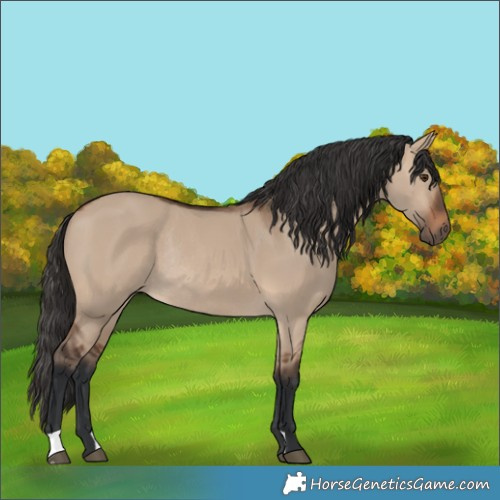Horse Color:Brown Dun Rabicano 