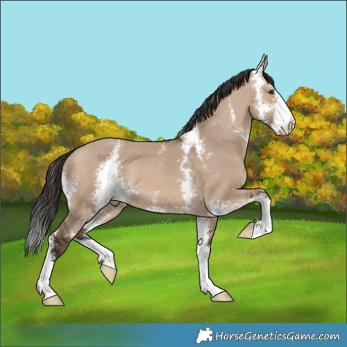 Horse Color:Brown Dun Sabino 