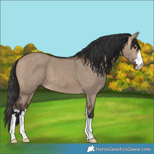 Horse Color:Bay Dun 