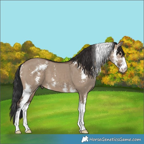 Horse Color:Brown Dun Sabino 