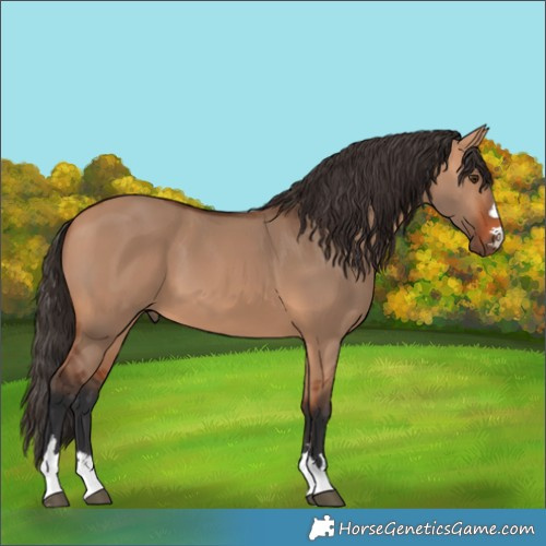 Horse Color:Bay Dun 