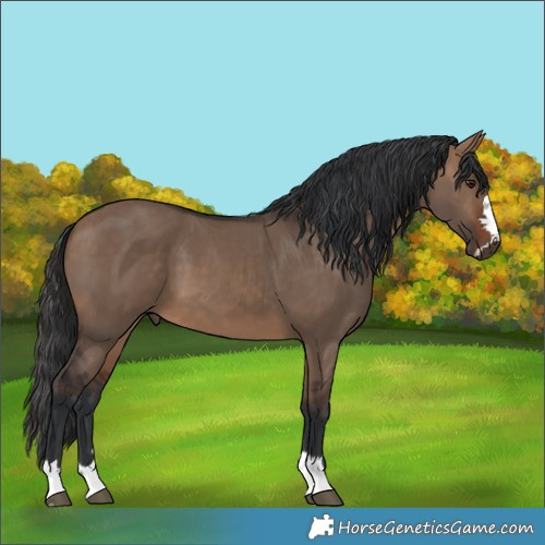 Horse Color:Brown Dun 