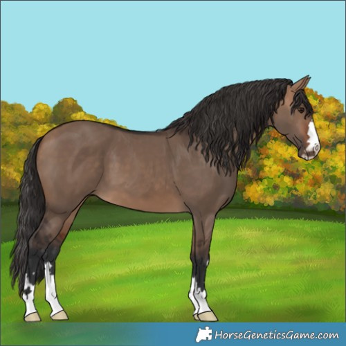 Horse Color:Bay Dun 