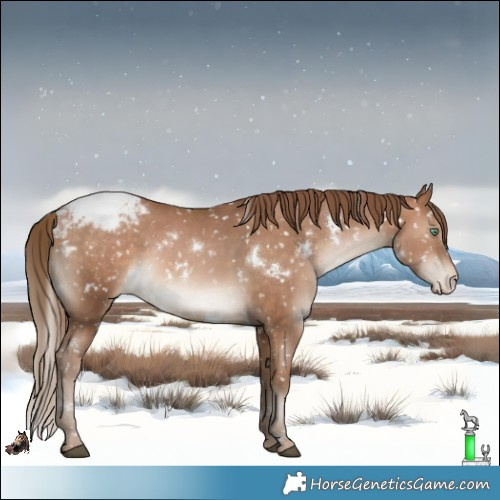 Horse Color:White Spotted Bay Pearl Appaloosa Rabicano 