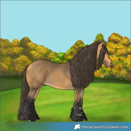 Horse Color:Buckskin 