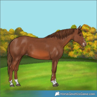 Horse Color:Chestnut Varnish