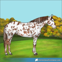 Horse Color:Chestnut Near Leopard