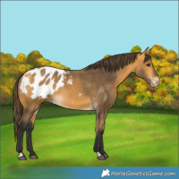 Horse Color:Buckskin Blanket 