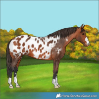 Horse Color:Bay Near Leopard