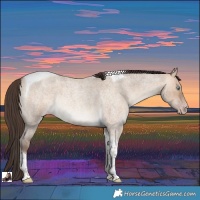 Horse Color:Amber Champagne Roan Dun Tobiano Rabicano