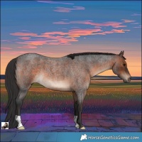 Horse Color:Brown Roan
