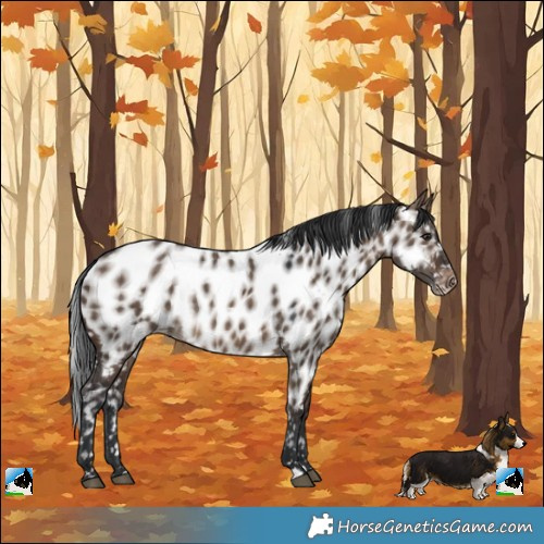 Horse Color:Brown Dun Near Leopard Rabicano 