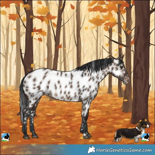 Horse Color:Brown Dun Appaloosa Rabicano 