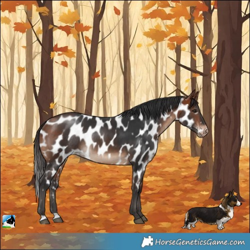 Horse Color:Bay Near Leopard Rabicano