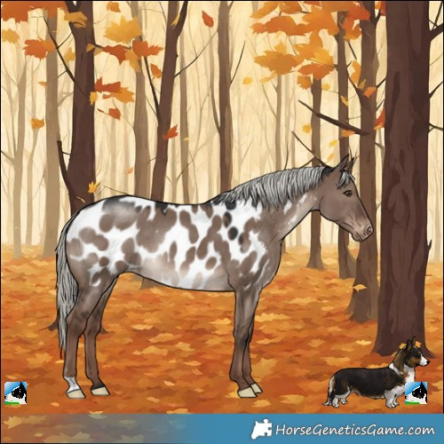 Horse Color:Liver Red Dun Mushroom Appaloosa Rabicano 