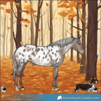 Horse Color:Liver Red Dun Mushroom Appaloosa Rabicano
