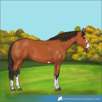 Horse Color:Unknown 
