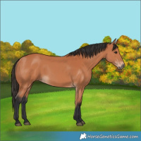 Horse Color:Unknown 