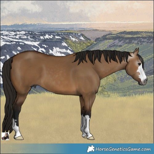 Horse Color:Gray Bay Dun