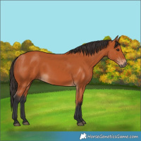 Horse Color:Unknown 