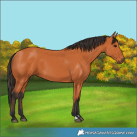Horse Color:Unknown 