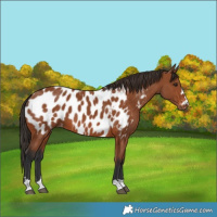 Horse Color:Unknown 