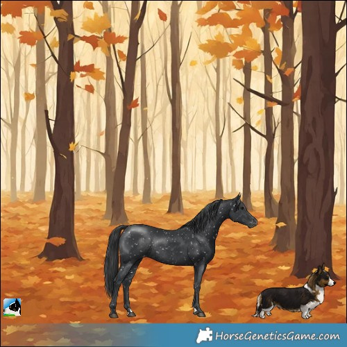 Horse Color:Black Appaloosa Rabicano 