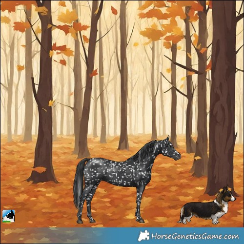 Horse Color:Black Snowflake VarnishRabicano